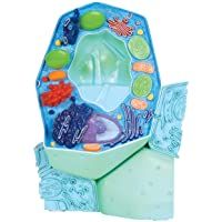 Los mejores  - 3B Scientific R05 Modelo Célula Vegetal